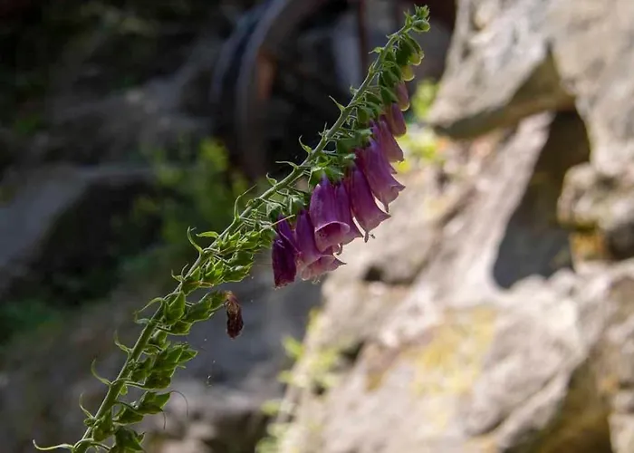 아파트 Js Feriendomizile: Nest *